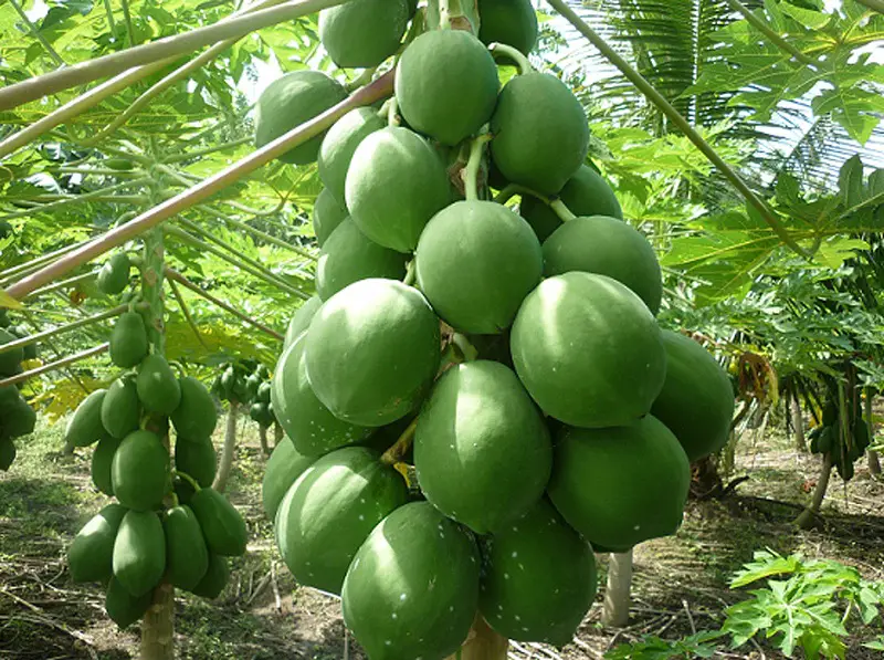 Fresh Green Papaya
